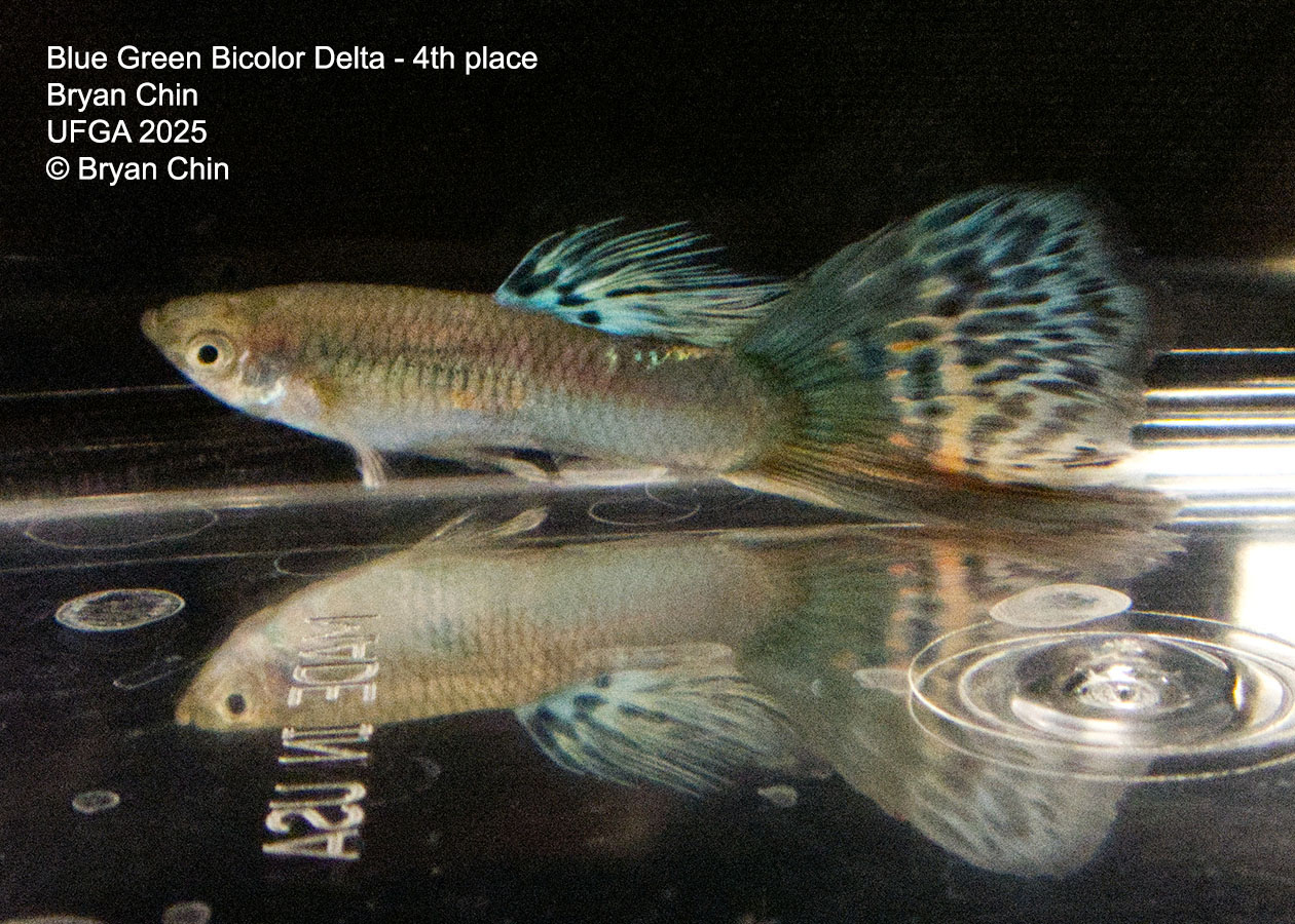 Guppy Blue Green Bicolor